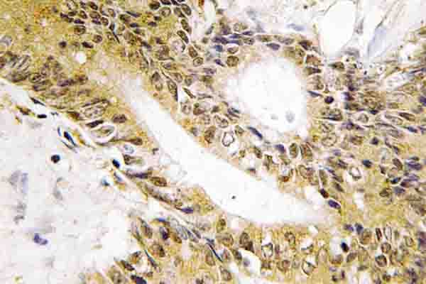 HSF1 Antibody (Asp135)
