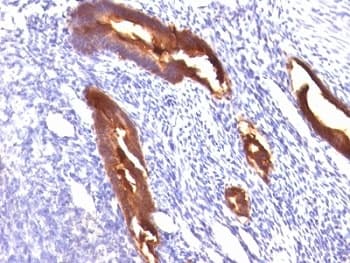 EMA / MUC1 Antibody (clone MUC1/845)