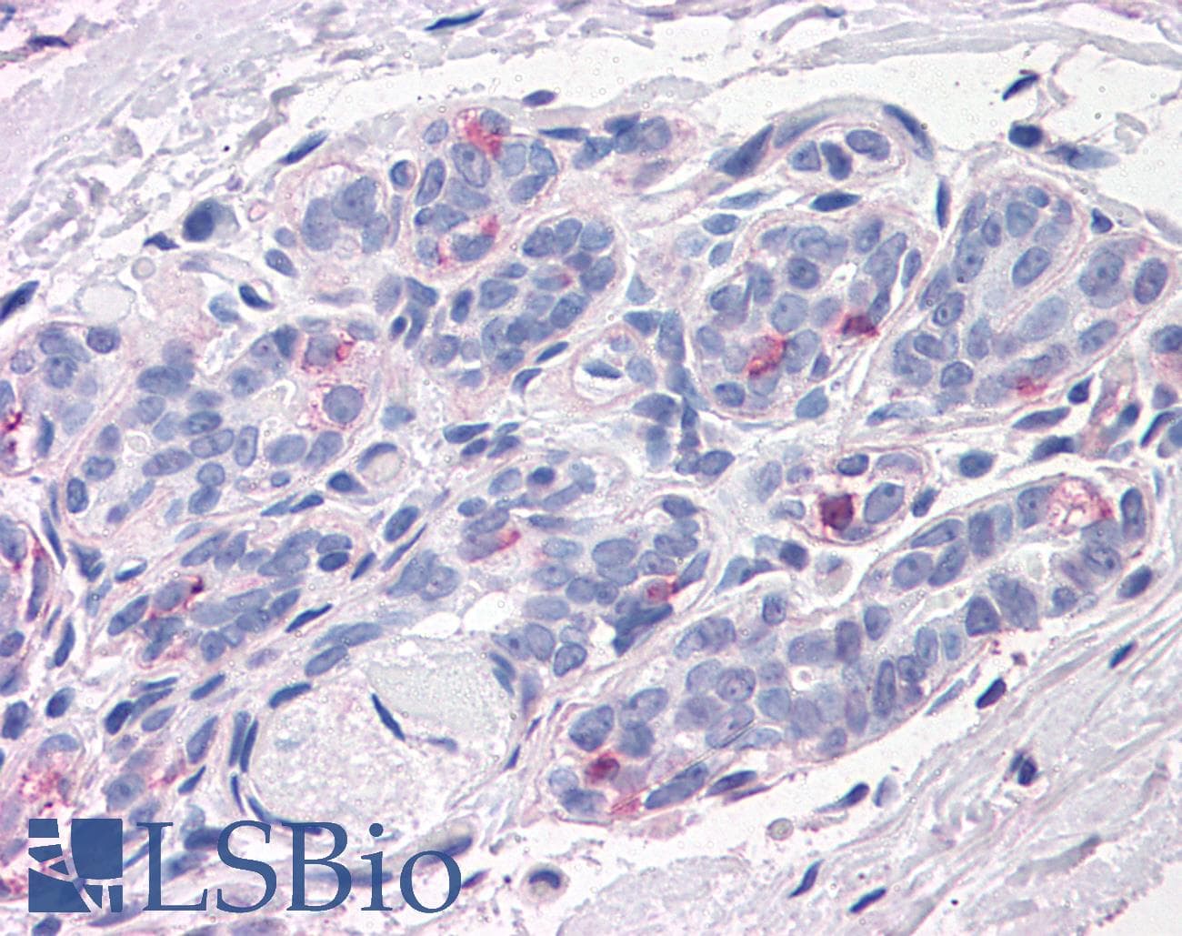 IHC-plus™ NPTN / SDR1 Antibody (N-Terminus)