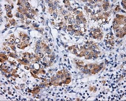 Monoclonal Mouse anti-Human LIPG / Endothelial Lipase Antibody (clone OTI3C4, Carrier-free, IHC, IF, WB)