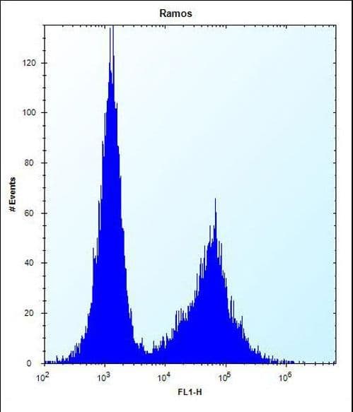 Polyclonal Rabbit anti-Human NDN / Necdin Antibody (aa43-71, WB)
