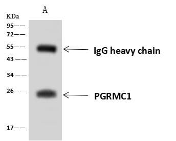 PGRMC1 / MPR Antibody