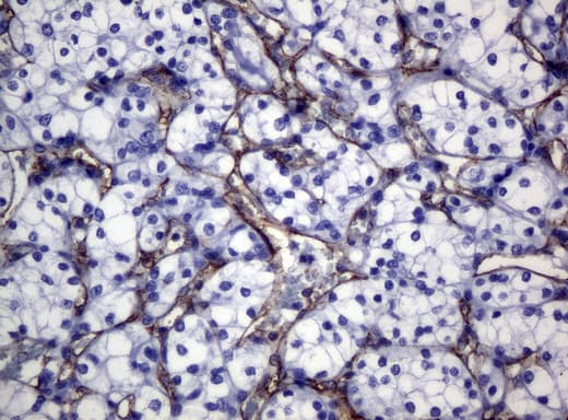 Monoclonal Mouse anti-Human PECAM-1 / CD31 Antibody (clone UMAB30, Carrier-free, IHC, WB)