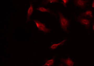 PDCD4 Antibody