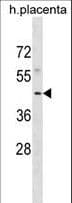 ATG18 / WIPI1 Antibody (aa32-59)