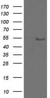 ZSCAN18 / ZNF447 Antibody (clone OTI2H7, Carrier-free)