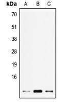Polyclonal Rabbit anti-Human ELOF1 Antibody (Internal, WB)