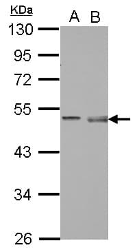 PELI1 / Pellino 1 Antibody