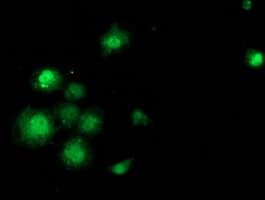 SAMHD1 Antibody (clone OTI3G6)