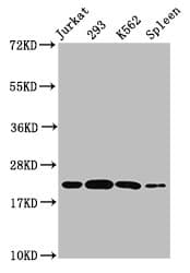 HIST1H1C Antibody