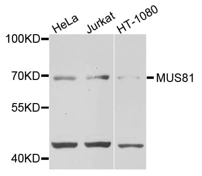 MUS81 Antibody