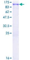 Human SCYL2 Protein (Recombinant GST)