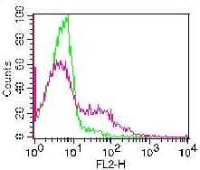CD20 Antibody