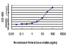 GHBP / BLVRB Antibody (clone 2F4)