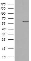 PPAT Antibody (aa42-278, clone OTI1C4, Carrier-free)
