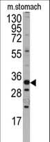 IHC-plus™ HMX3 Antibody (aa193-224)