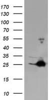 Monoclonal Mouse anti-Human FATE1 Antibody (clone OTI5E2, IF, WB)