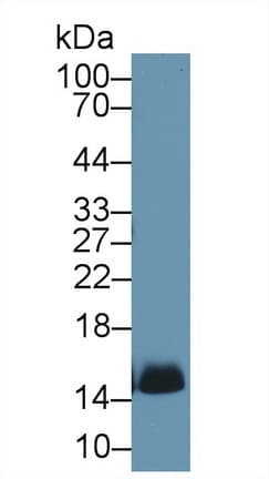 Hemoglobin Antibody (APC, Cy7)