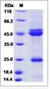 Rabbit IL12B + IL23A Heterodimer Protein (Recombinant His,C-terminus)