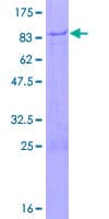 Human ZNF358 / ZFEND1 Protein (Recombinant GST)