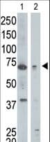 GGA1 Antibody (aa1-30)