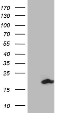 SDHAF1 Antibody (clone OTI8C12, Carrier-free)