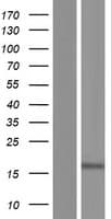HDDC3 Protein (Over-Expression Lysate Myc-DDK (Flag))