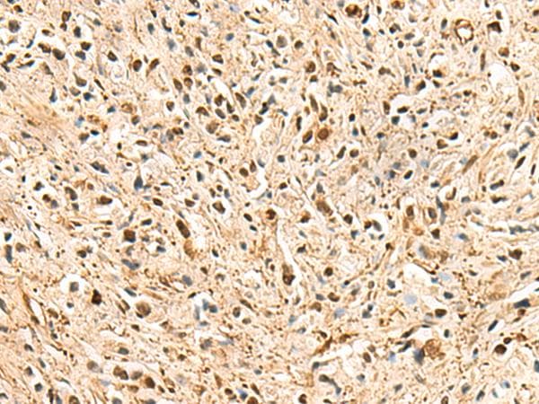 PSMA3 Antibody