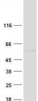Human CELF1 / CUGBP1 Protein (Recombinant Myc-DDK (Flag))
