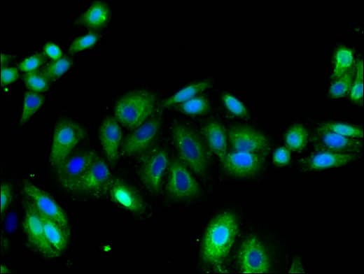 KCNA1 / Kv1.1 Antibody
