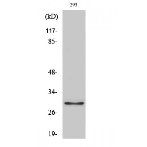 Polyclonal Rabbit anti-Human OR10J1 Antibody (210-290 aa, C-terminal, IF, WB)