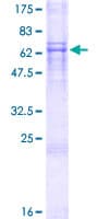 Human DAZ4 Protein (Recombinant GST)