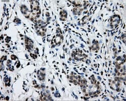 GRIPAP1 / GRASP1 Antibody (clone OTI1E3, Carrier-free)