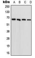 FARSB Antibody (N-Terminus)