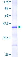 Human TCF12 / HEB Protein (Recombinant GST, N-terminus)