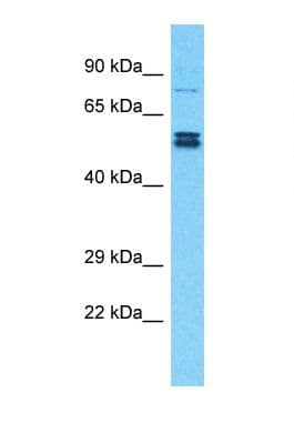 Polyclonal Rabbit anti-Human ZNF750 Antibody (N-Terminus, WB)