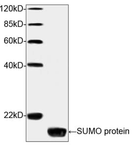 SUMO Antibody (clone 4G11E9)