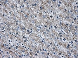 HDAC10 Antibody (clone OTI4D4, Carrier-free)