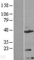 TMEM170A Protein (Over-Expression Lysate Myc-DDK (Flag))
