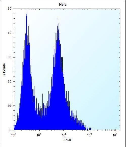 PHB / Prohibitin Antibody (aa89-117)
