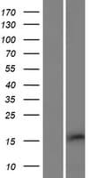 PQLC2L Protein (Over-Expression Lysate Myc-DDK (Flag))