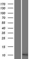 C11orf94 Protein (Over-Expression Lysate Myc-DDK (Flag))