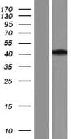 Human Aprataxin / APTX Protein (Over-Expression Lysate Myc-DDK (Flag))