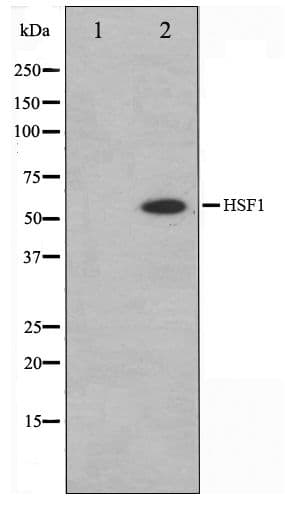 HSF1 Antibody