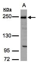 PathPlus™ TJP1 / ZO-1 Antibody (aa1-296)