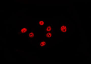 POLI Antibody