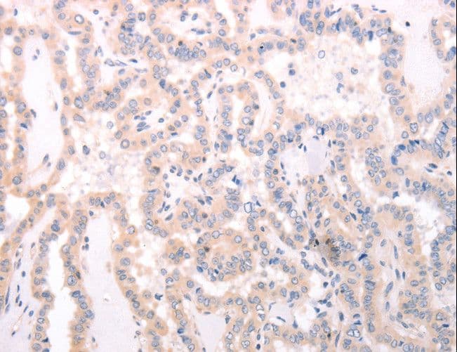 TRAF3IP1 Antibody