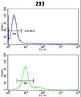RB1 / Retinoblastoma / RB Antibody (aa858-886)