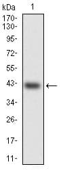 HSF4 Antibody (clone 2E7)