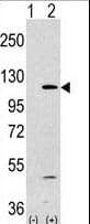 PIK3CA / PI3K Alpha Antibody (aa504-533)